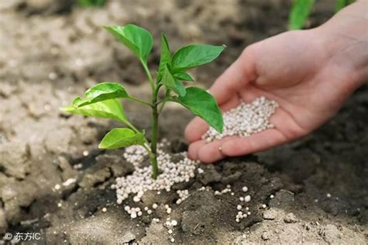 下雨前施肥还是下雨后施肥