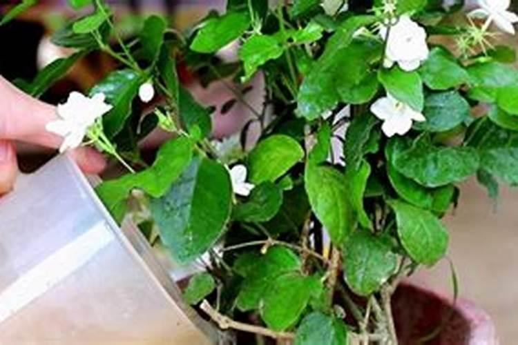 香蕉新种的小苗,用什么肥比较好？