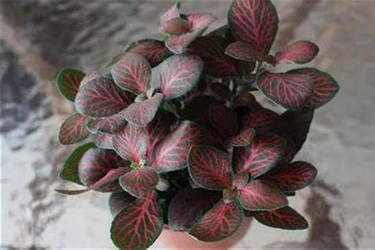 钾肥如何使用在花上