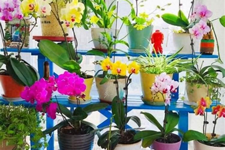 钾肥如何使用在花上