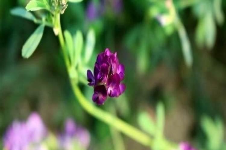 紫花苜蓿出苗后施什么肥料