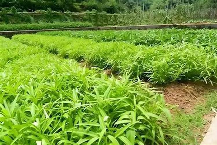 种韭菜施什么肥好