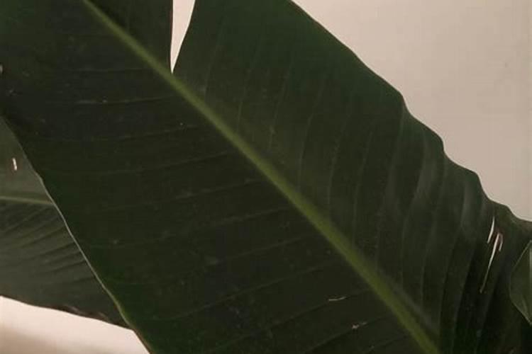 君子兰喂黄豆怎么喂 傲娇的兰花