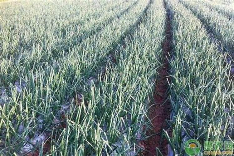 洋葱用什么肥料能使洋葱生长快