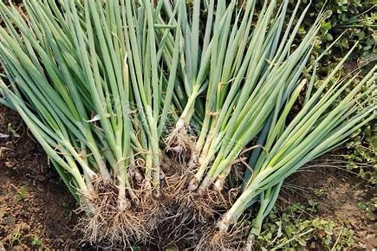 洋葱用什么肥料能使洋葱生长快