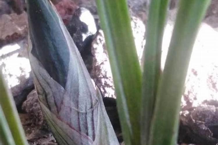 新手怎么养墨兰长势旺猛开花