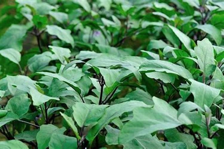 硅肥叶喷有触进茄子木质化功能吗？请专家指教。