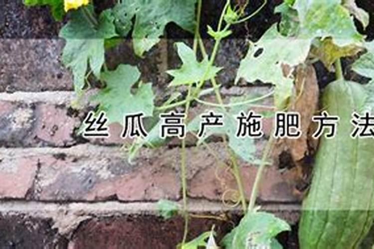 丝瓜用高钾的叶面肥可以吗