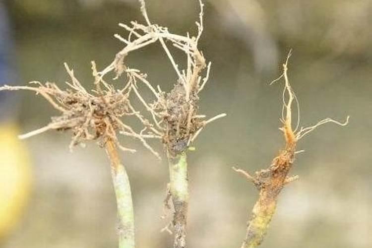 什么肥料能促长植物的根