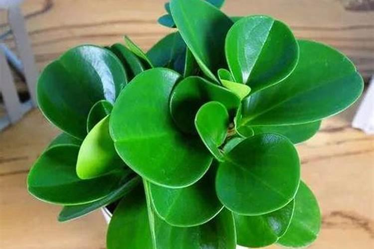 小麦打几遍芸苔素