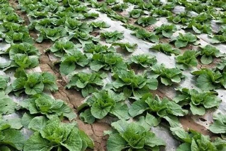 种植大白菜怎样施肥才产量高(种大白菜需要什么底肥)