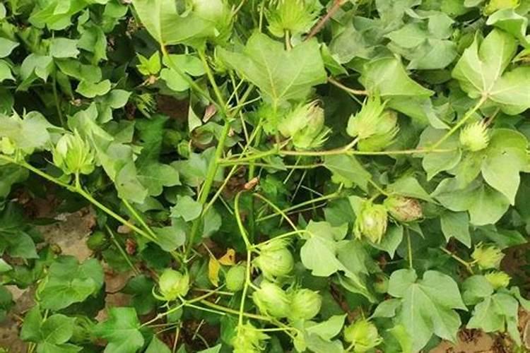 棉花高产施肥技巧 需要注意什么