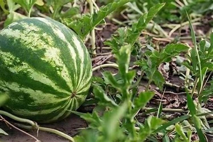 西瓜苗期用哪种肥料合适？西瓜用什么叶面肥膨果效果好？