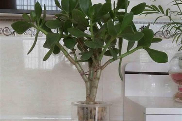 玉树的养殖方法