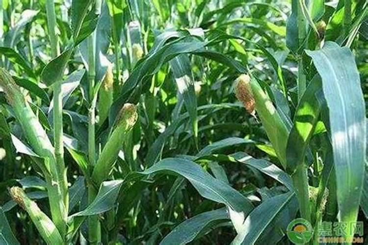 7至8叶玉米喷什么肥
