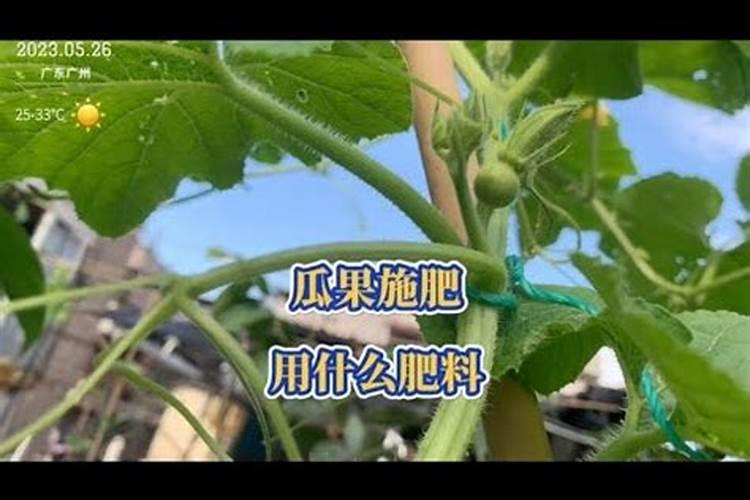 种瓜用什么肥料好？