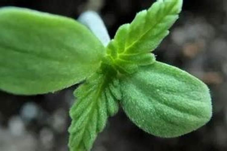 茶树能使用芸苔素吗