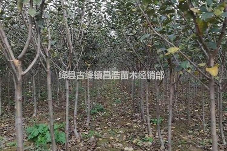 苹果树追肥用什么肥料好
