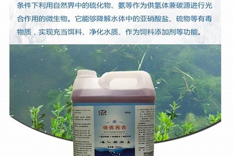 白云石粉与光合细菌混用