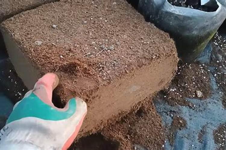 脆皮金桔怎么种才好吃