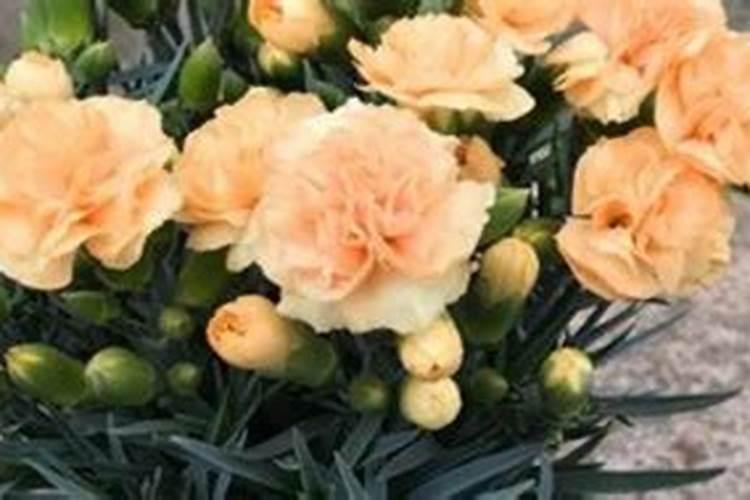 康乃馨施什么肥好