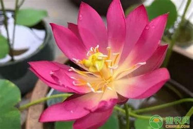 碗莲无土水养方法(无土水养方法需要哪些材料)