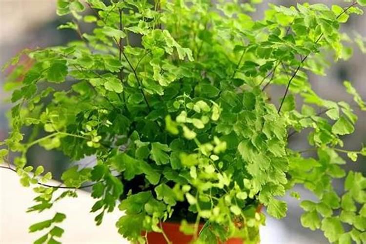 养的花,就长叶子,不开花,请问是怎么回事？缺什么肥料