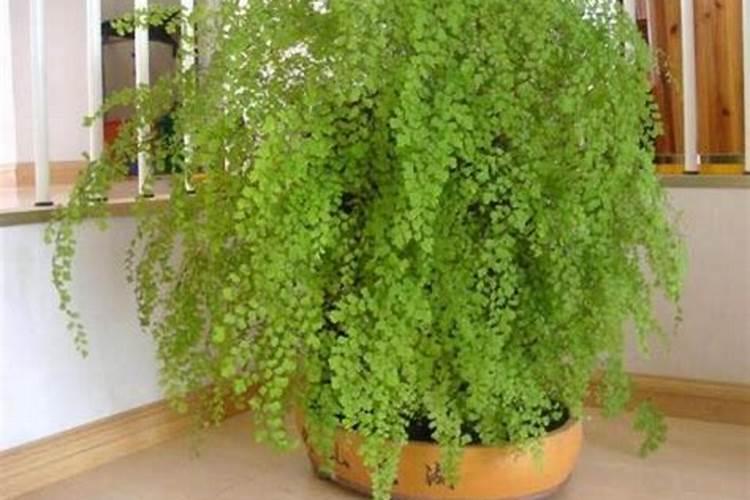 蕨类植物的养殖方法 蕨类植物怎么养