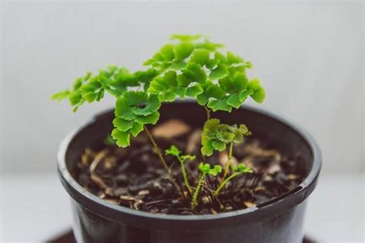 过年拒吸二手烟,8款吸烟植物帮你摆脱尼古丁!