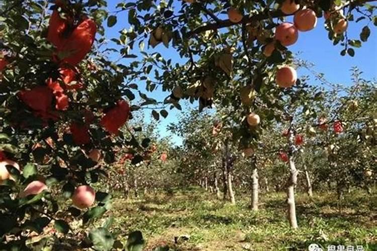 磷肥对果树的作用是什么 能够促进花芽分化