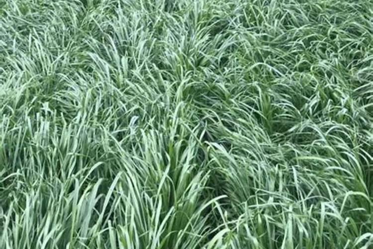 白菜追肥用什么肥料好