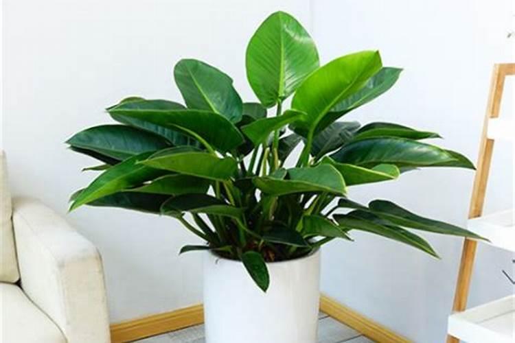 金钻施什么肥长的旺