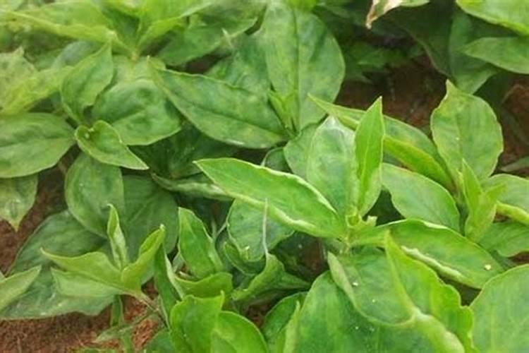 太子参的茎根繁殖