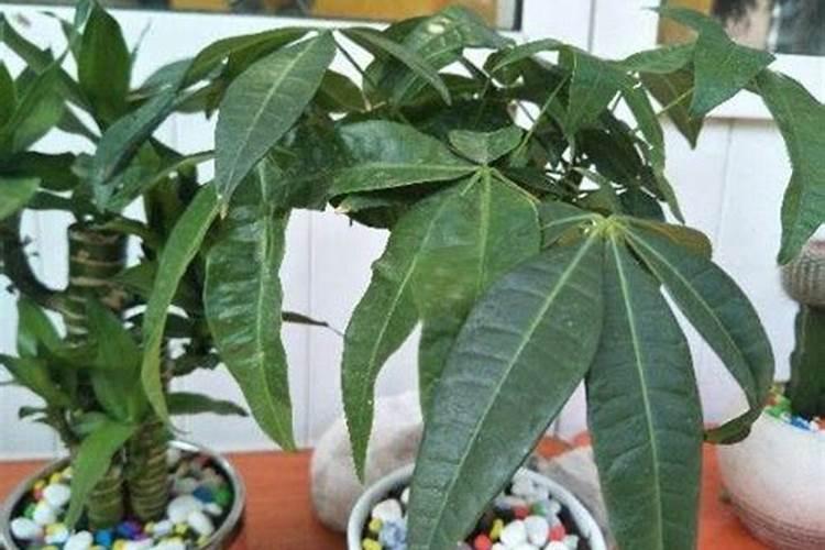 种黄芪肥料咋施