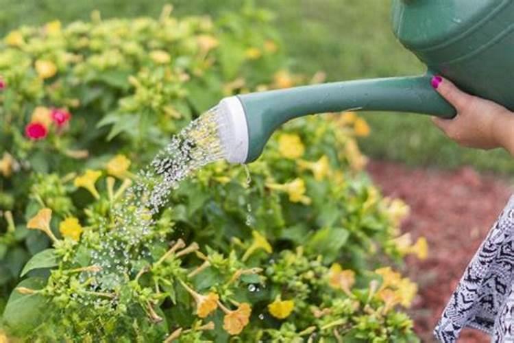 营养液的正确使用方法浇花