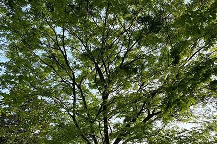 芸苔素能拌麦种吗