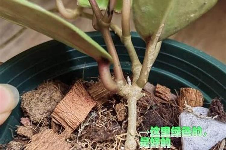 球兰用什么肥料