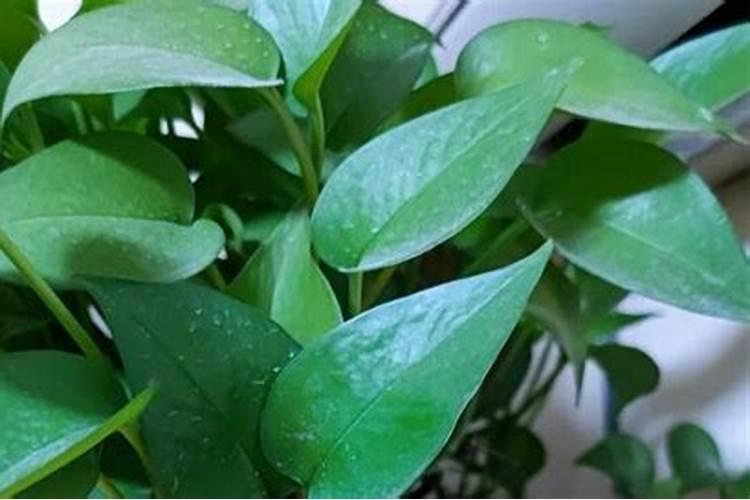 水养绿萝能施尿素吗