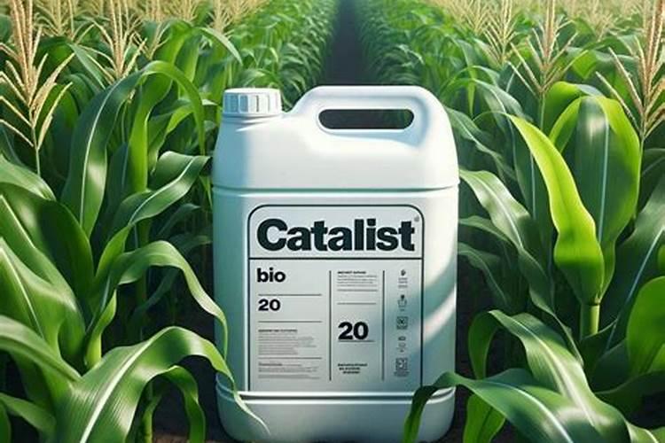 玉米肥害的典型症状