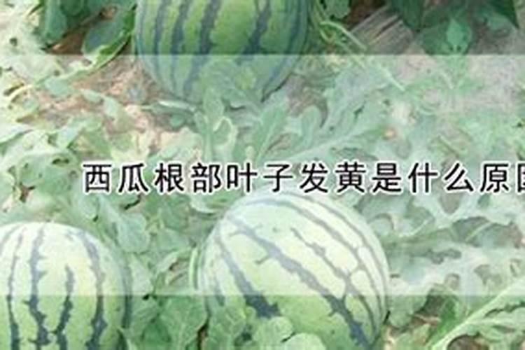 用蓝莓钓青鱼最佳调漂是几目？