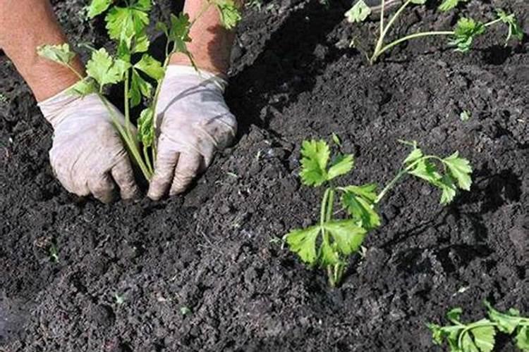 黄腐酸钾最佳使用时间