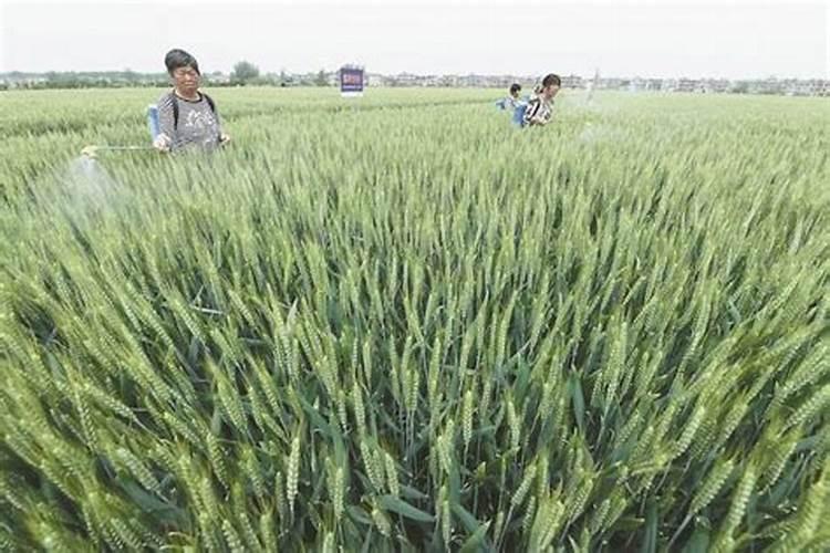 农药配药顺序是什么样的