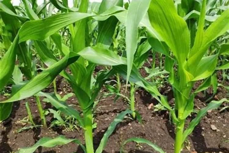 蔬菜哪些肥料可以用作基肥？蔬菜用什么肥料长得好？