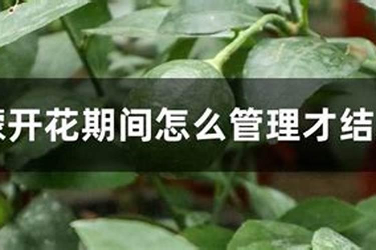 柠檬树开花结果后如何管理？
