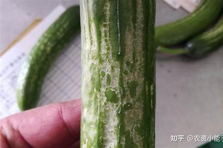 花生麸水液肥制作方法 花生麸液肥如何自制