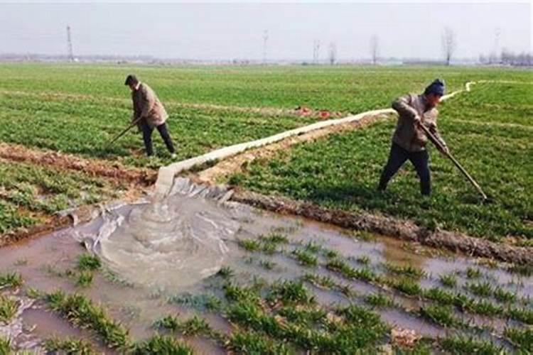 大棚西瓜种植用那款中微量元素水溶肥好