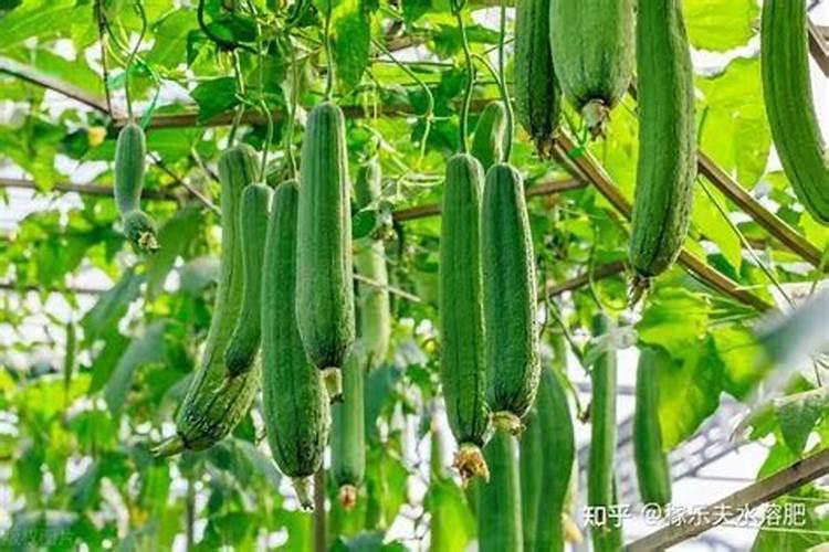 牡丹有花苞了怎么施肥？