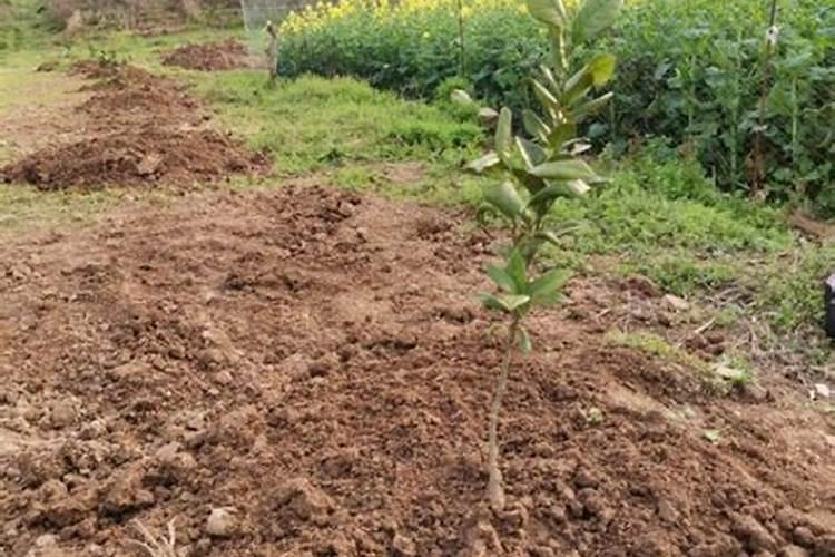 水溶肥当叶面肥打效果怎么样