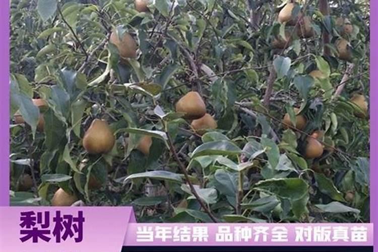 内蒙古自治区巴彦淖尔市磴口县巴彦高勒镇林草公司名称分别有那些百 ...