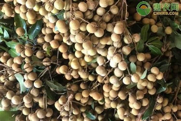 龙眼用硼肥料怎么施肥